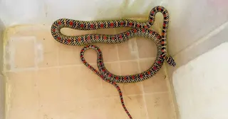 শ্রীমঙ্গলে বাসার ভেন্টিলেটর থেকে ‘কালনাগিনী’ সাপ উদ্ধার